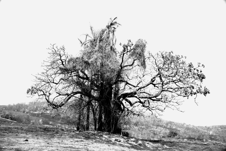 a black and white po of an umbrella in a tree