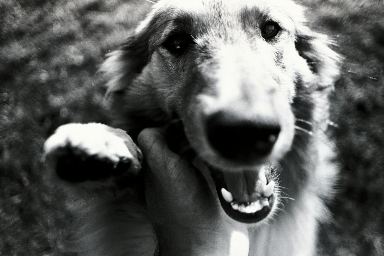 black and white image of a dog shaking his paws