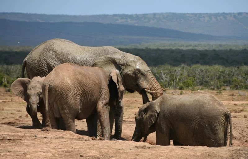 three elephants standing near each other in a field