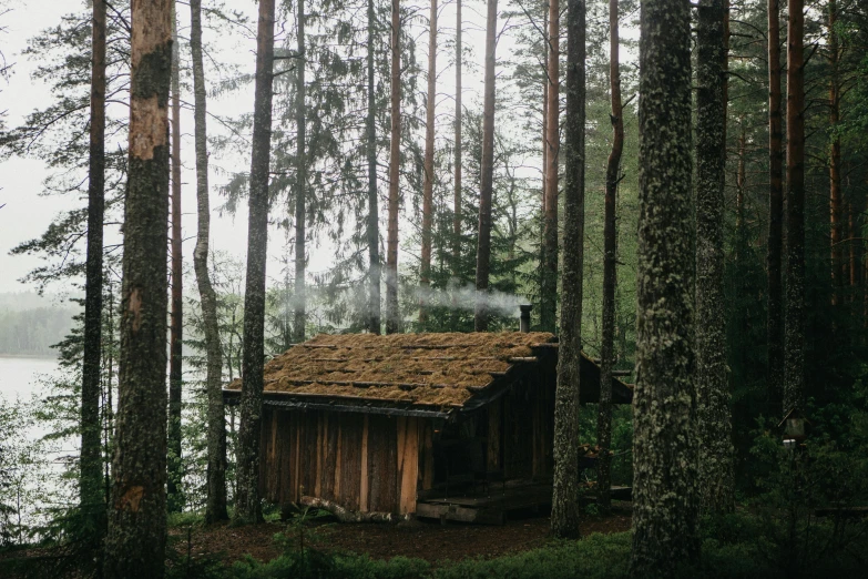 a cabin nestled amongst a grove of tall trees