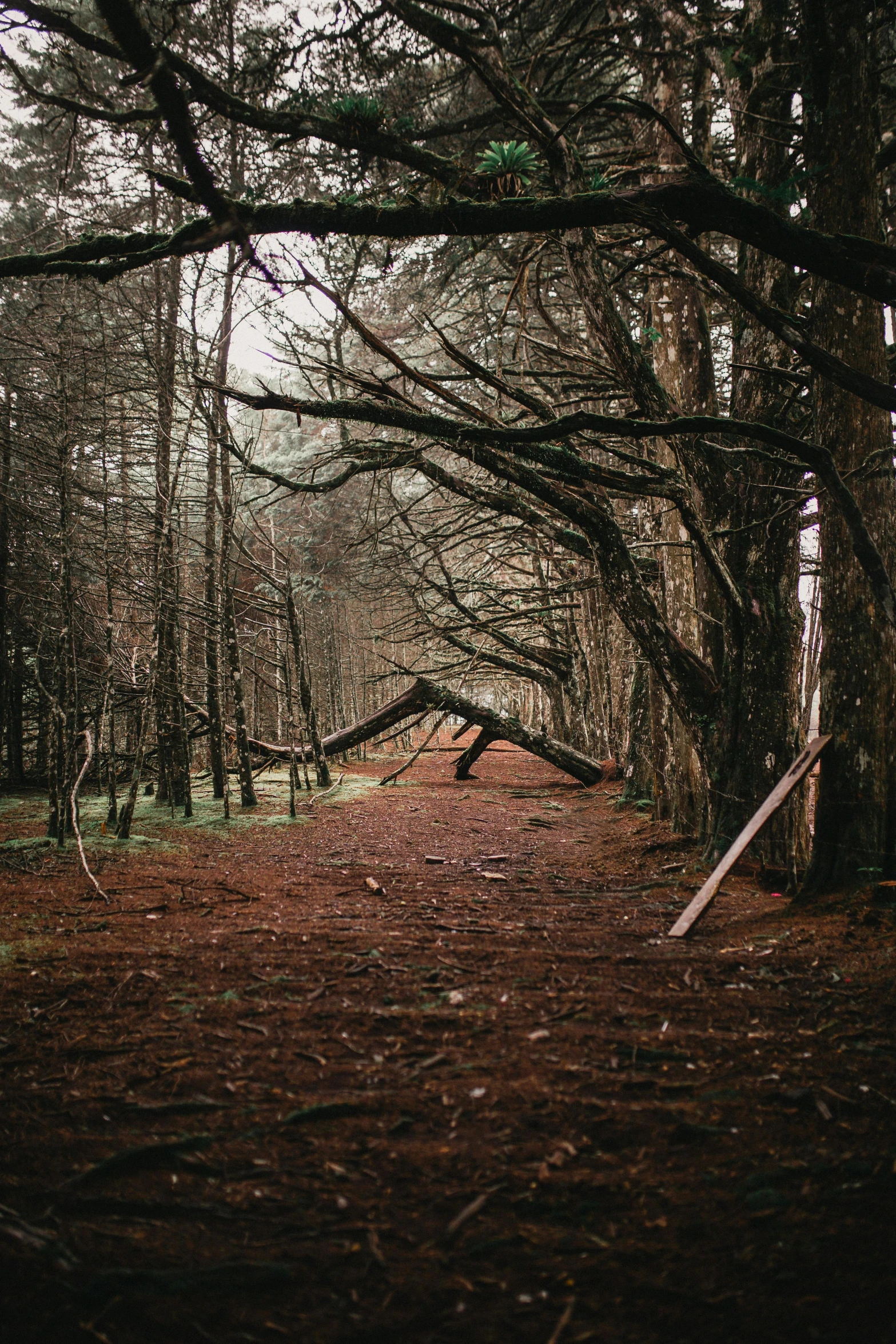 a path through a forested area with trees in the background