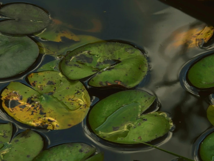 a group of lily pads floating in a pond