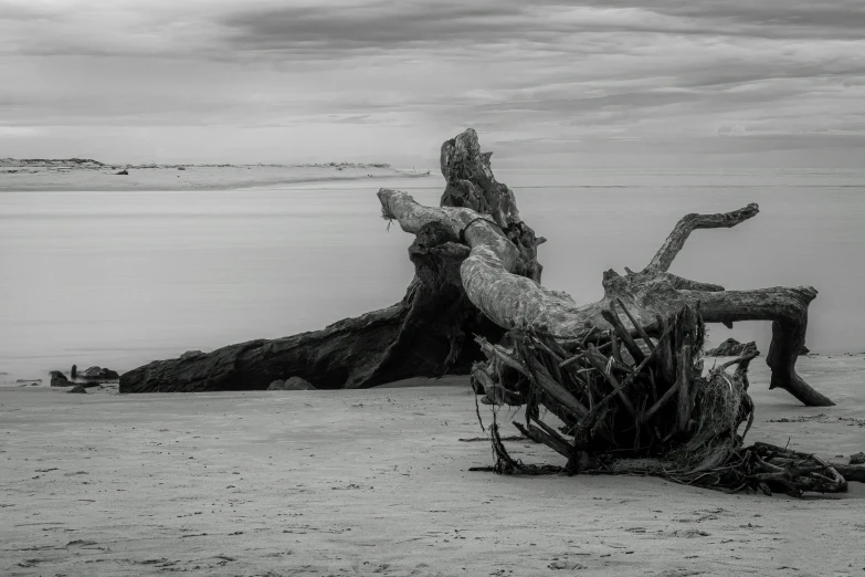 two trees that are on the beach next to water