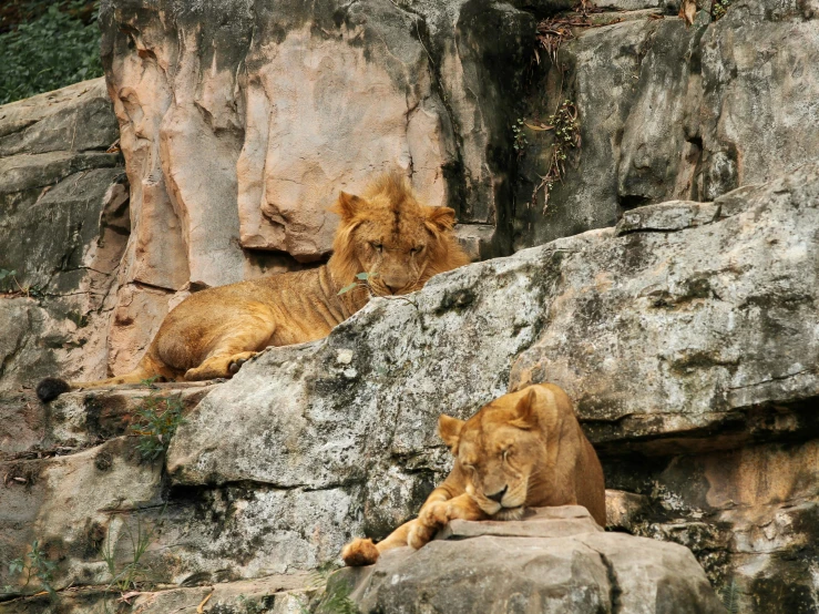two young lions laying on top of large rocks