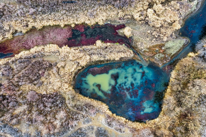 an area is covered in brown, blue and red algae