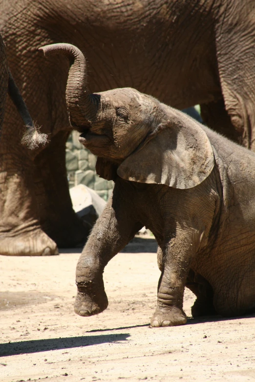 an elephant is holding its front legs in the air