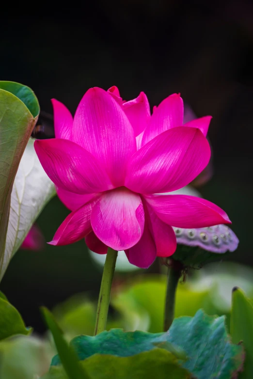 a pink flower sits amongst green leaves