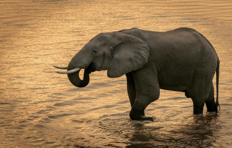 an elephant standing in the middle of a body of water