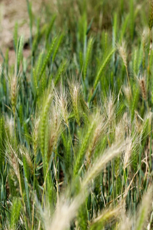 green grass with lots of tiny white flowers