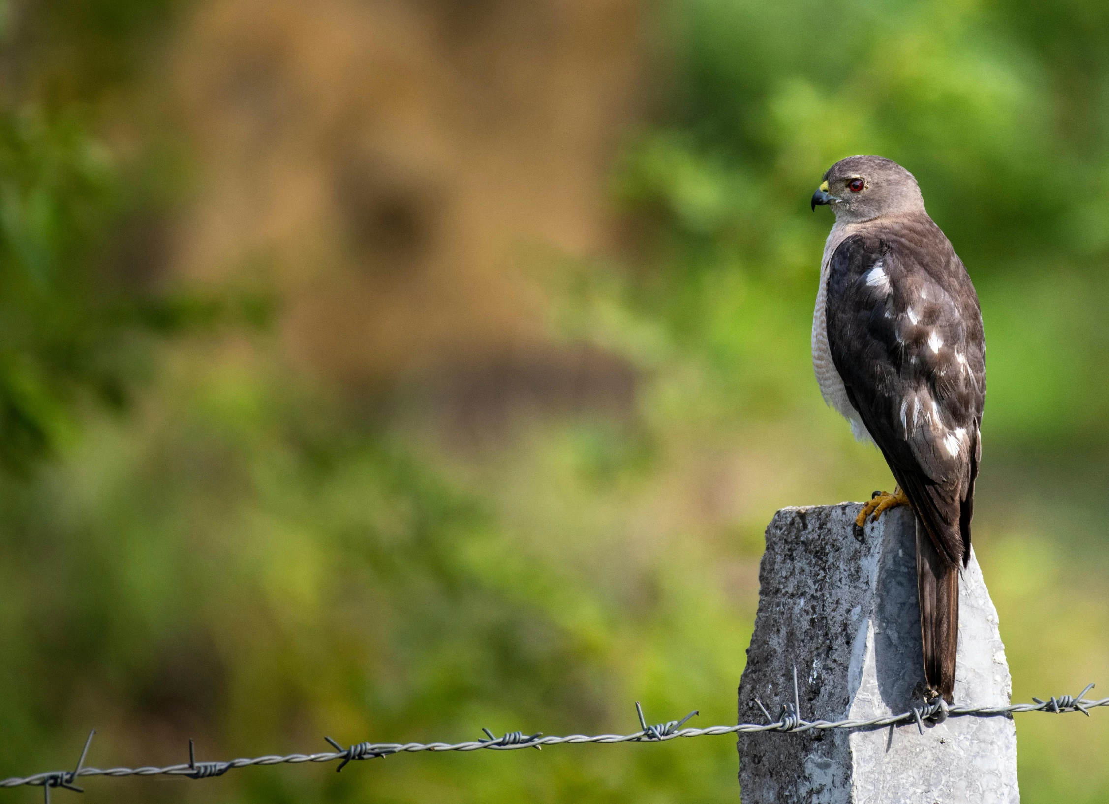 a bird perched on a rock next to barbed wire