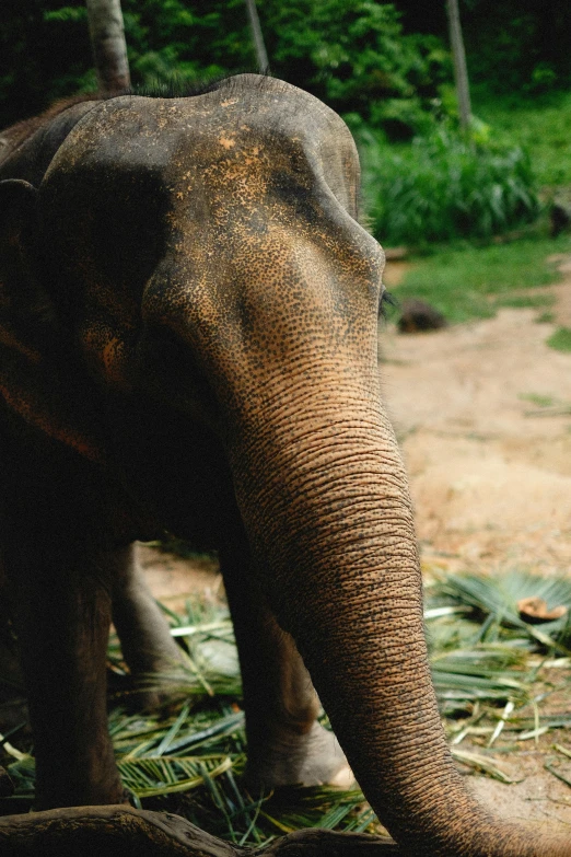 an elephant that is standing by some straw