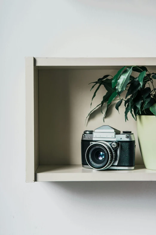 there is a potted plant next to an old camera