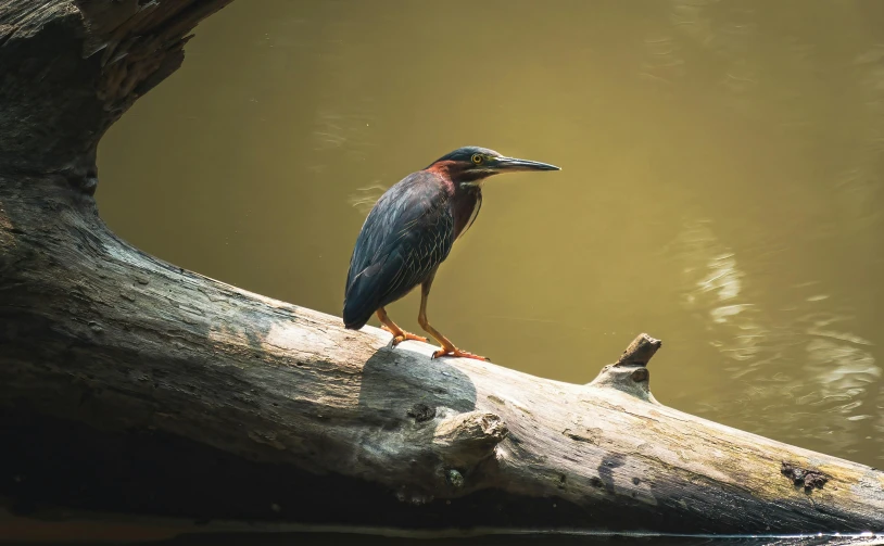 bird sitting on nch overlooking body of water with trees in the background