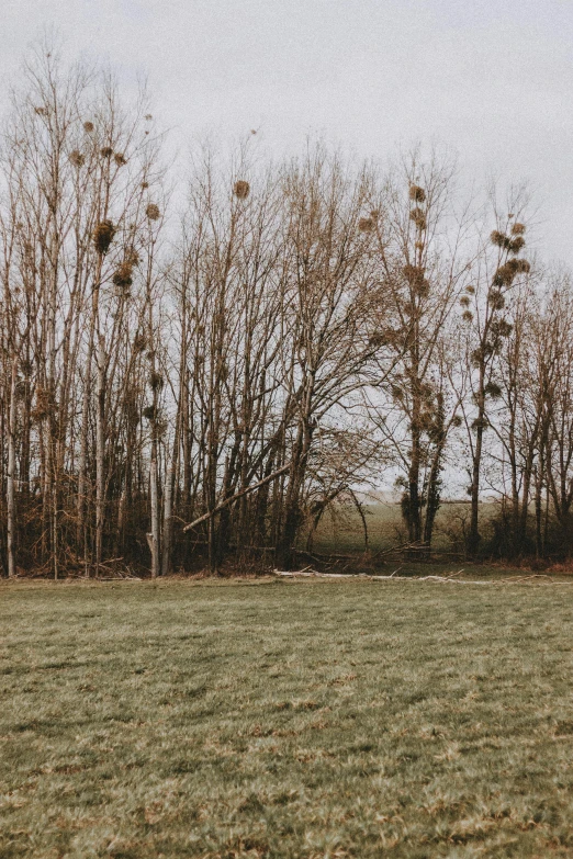 some trees are outside by the field