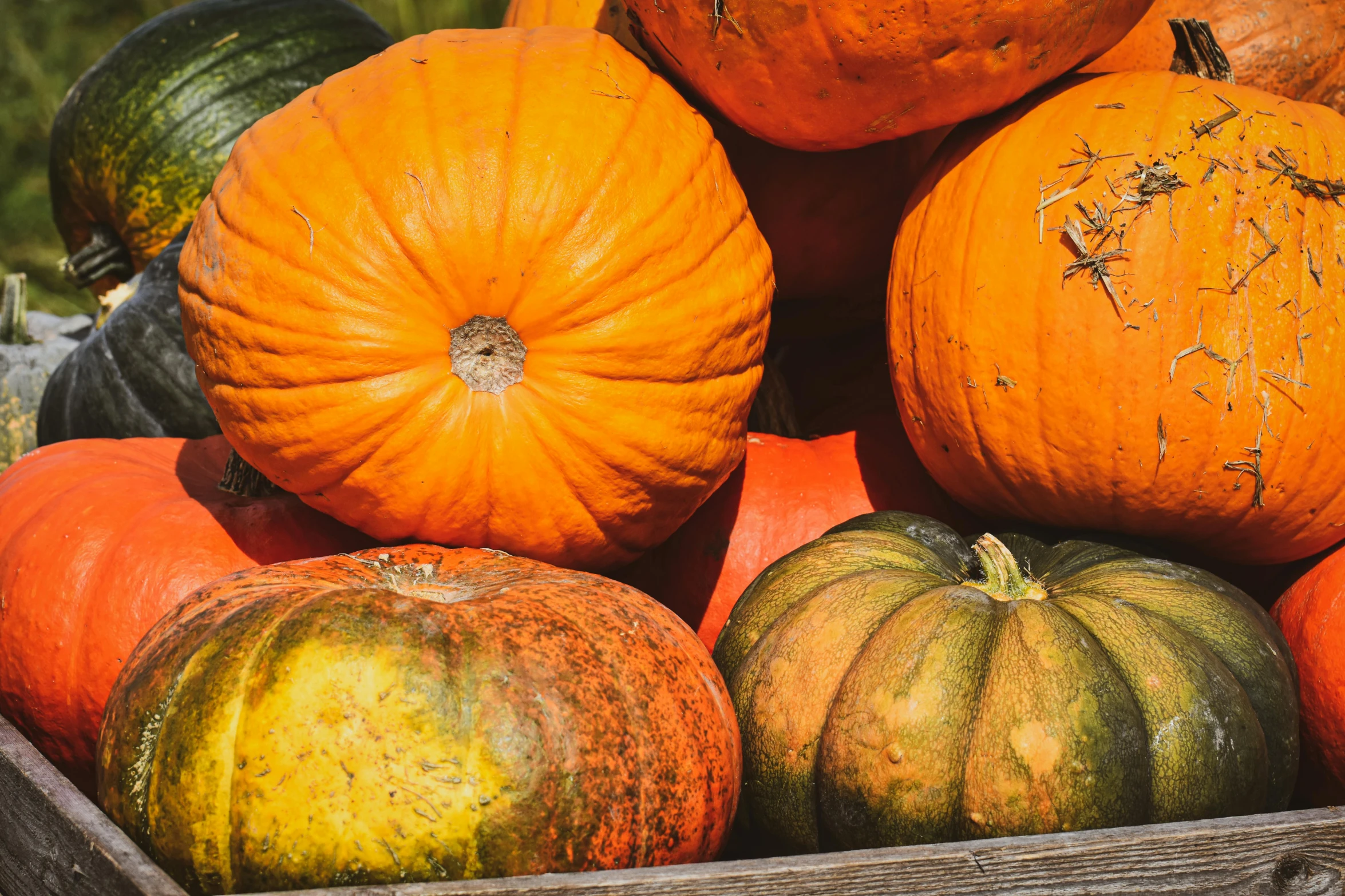 large variety of gourds sitting in a crate