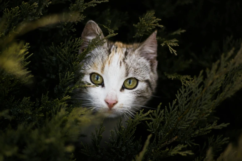 there is a gray and white cat looking out from behind some foliage