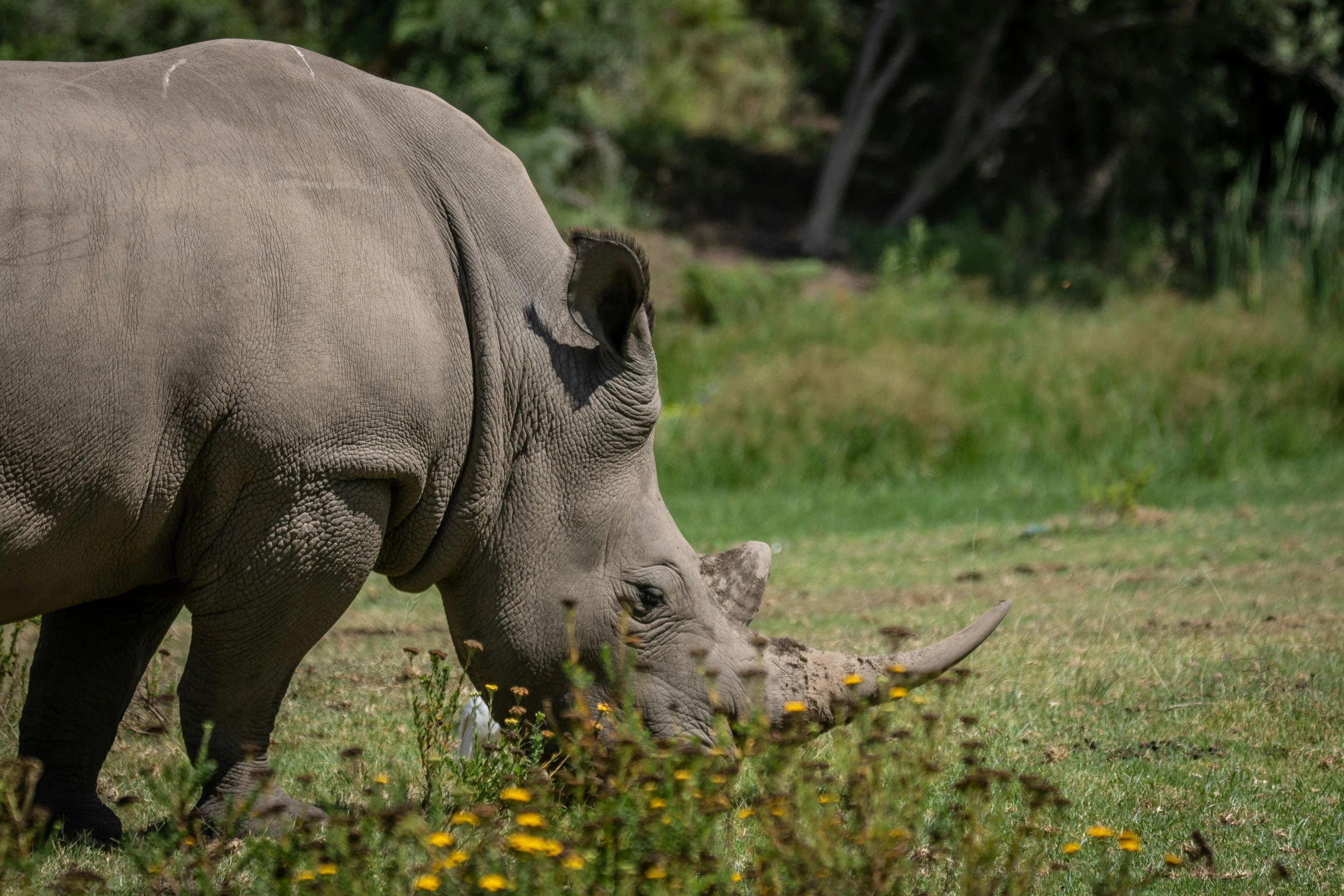 a rhinoceros with its tusks bent over eating grass