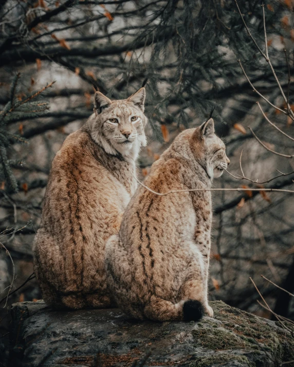 two cats that are sitting together in a tree
