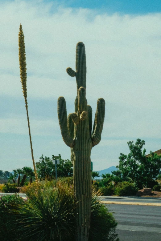 there is a large cactus next to a small road