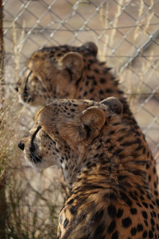 two cheetah staring in opposite directions behind the fence