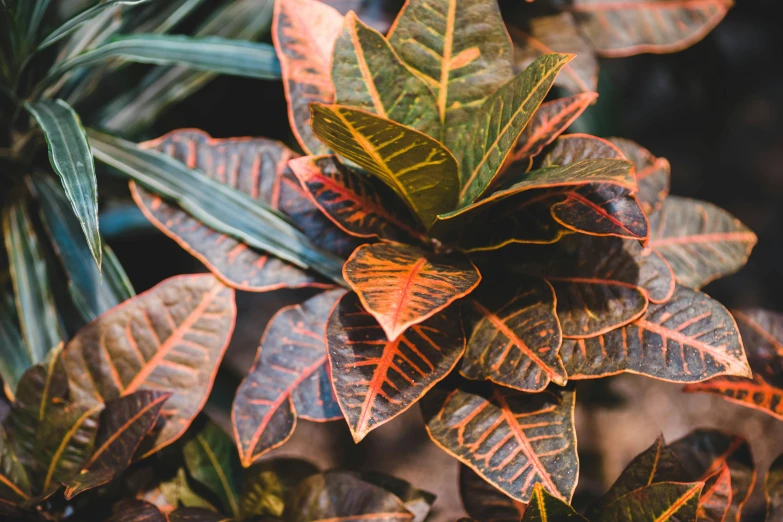 leaves of a plant in the sun on a sunny day