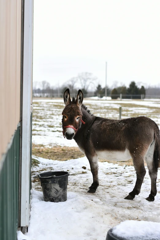 there is a small donkey standing on the snow