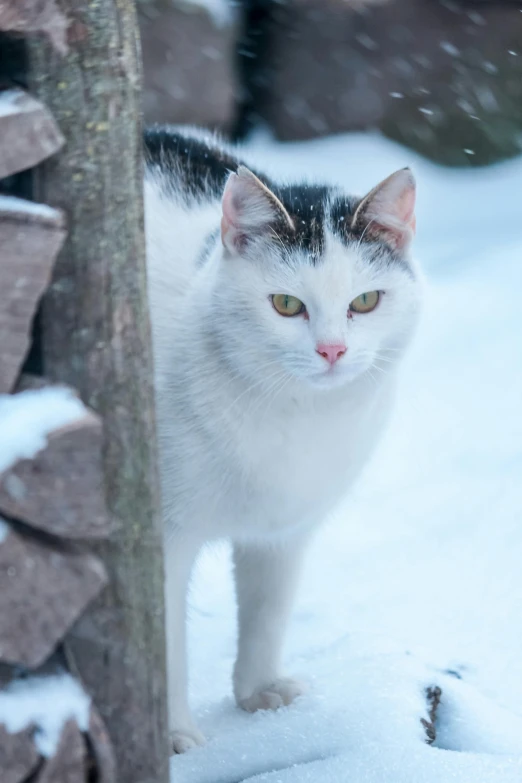 a cat stands on snow in front of wooden logs