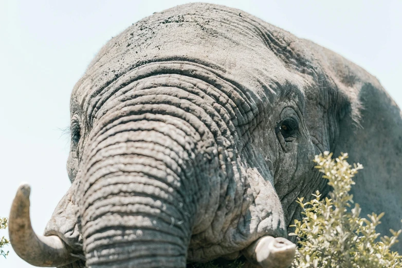 the gray elephant is standing in some tall grasses