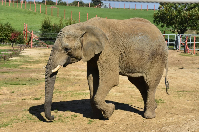 a small elephant standing on top of a dirt field