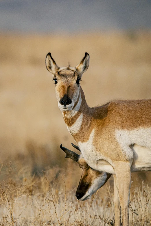 a couple of deer are looking at the camera