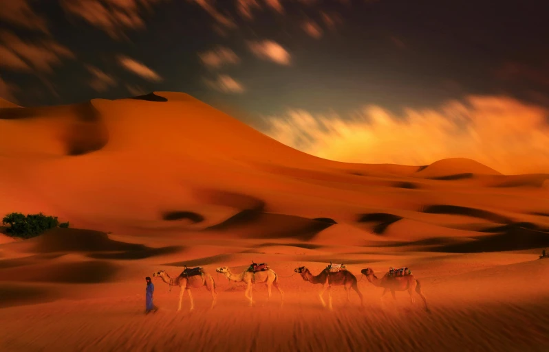 a group of camels standing in the desert