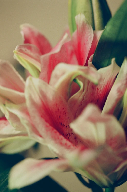 a group of flowers that are sitting on a table