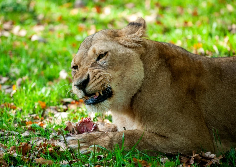 a close up of a lion sitting on some grass