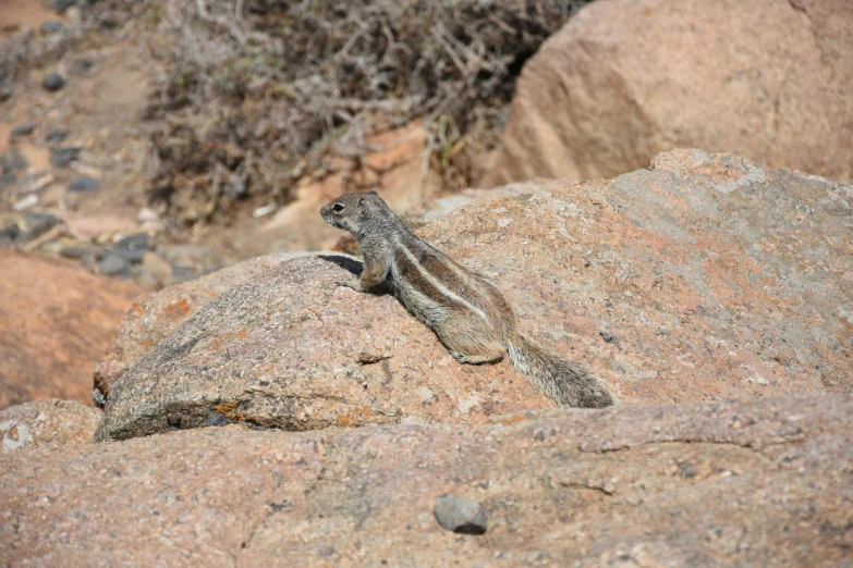 a small lizard perched on a rock by the ocean