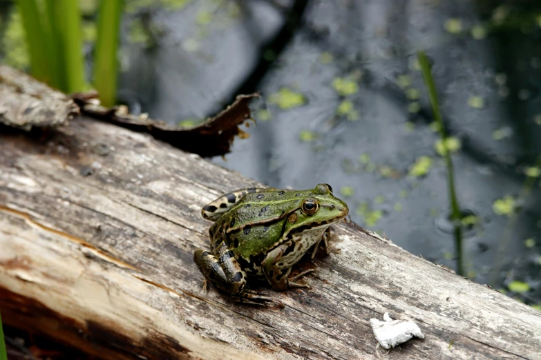 a frog on top of a tree log in a forest