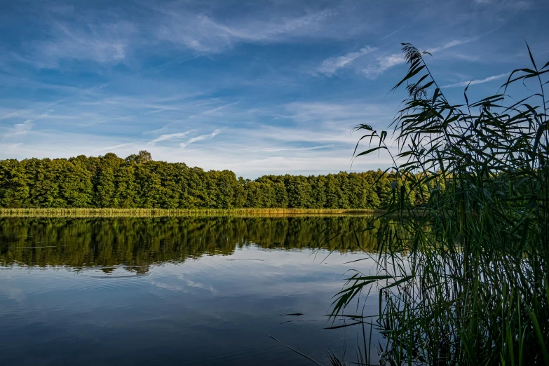 a lake surrounded by trees next to a forest