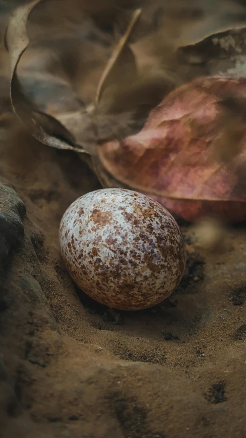 a round rock with spots on it and leaves