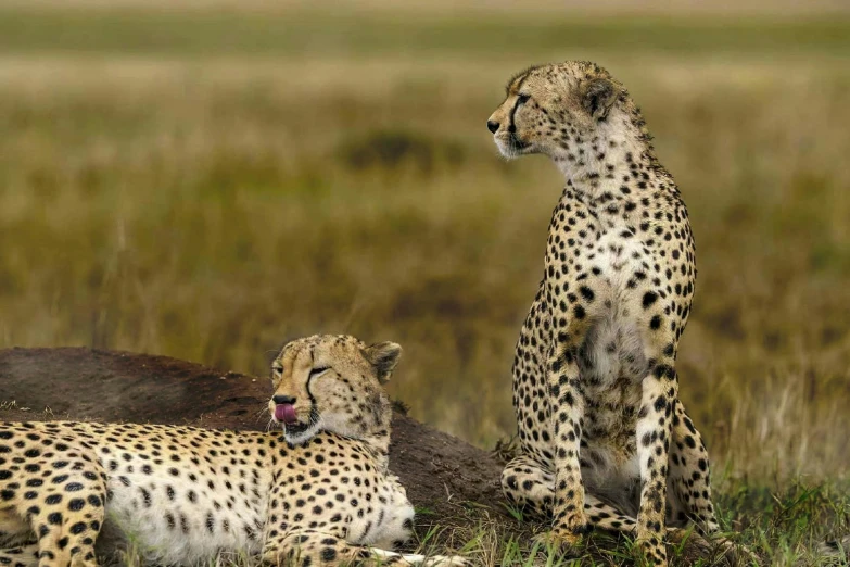 two cheetah laying on a grass field while one stands in the background