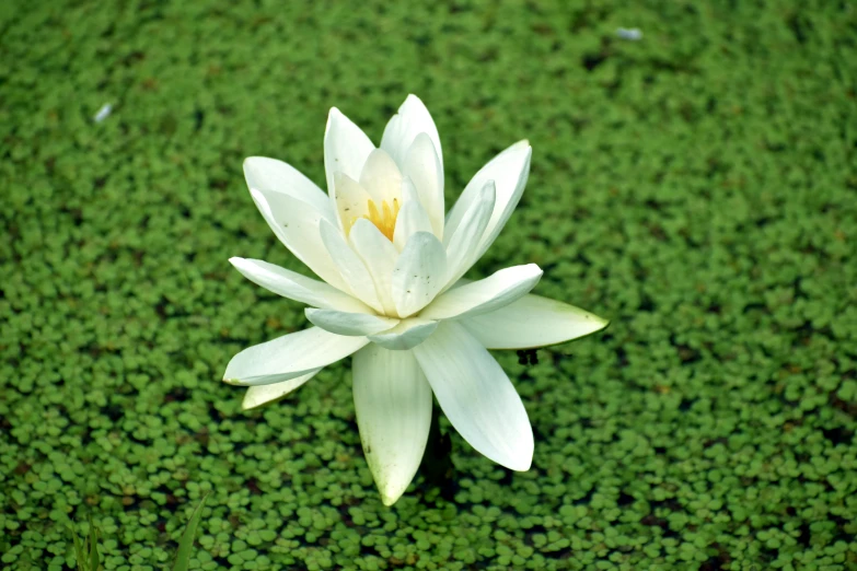 a white water lily is sitting in a green pond