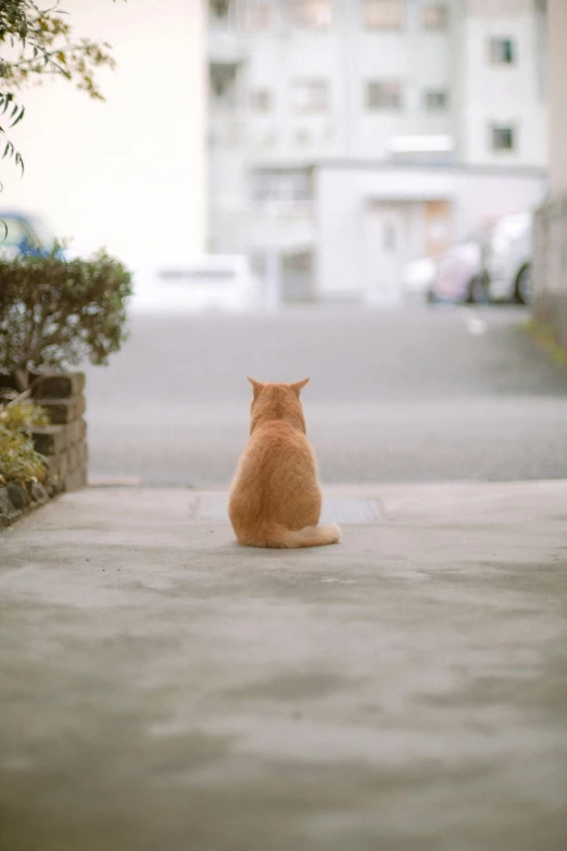 an orange cat on a sidewalk near a tall building