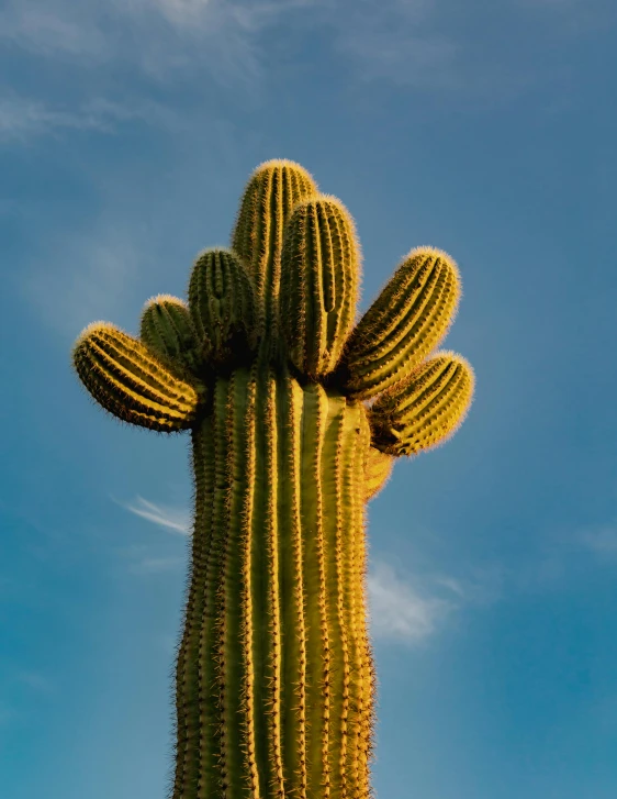 a large, green cactus in a desert setting with sky background