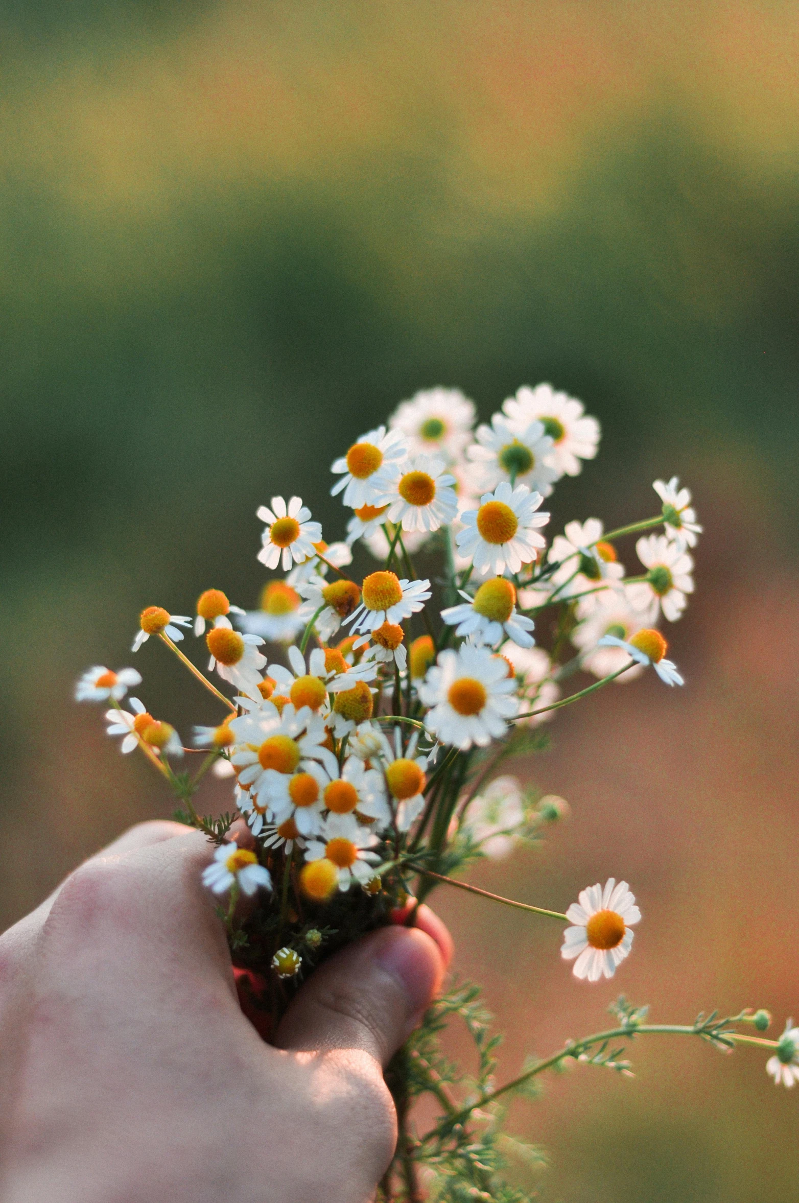 a hand is holding some daisies with small petals