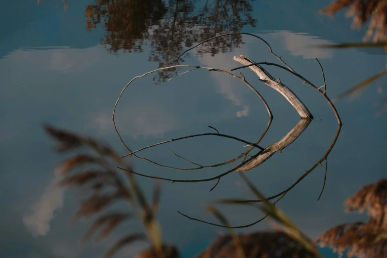 a bird that is on a stick by the water