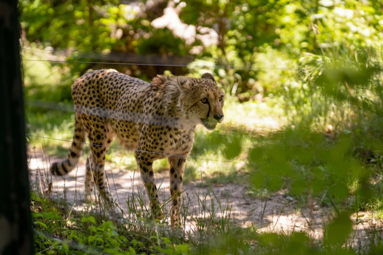 a cheetah cub standing behind a fence in a wooded area