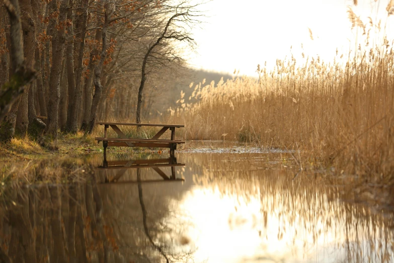 a bench by the water in front of some tall grass