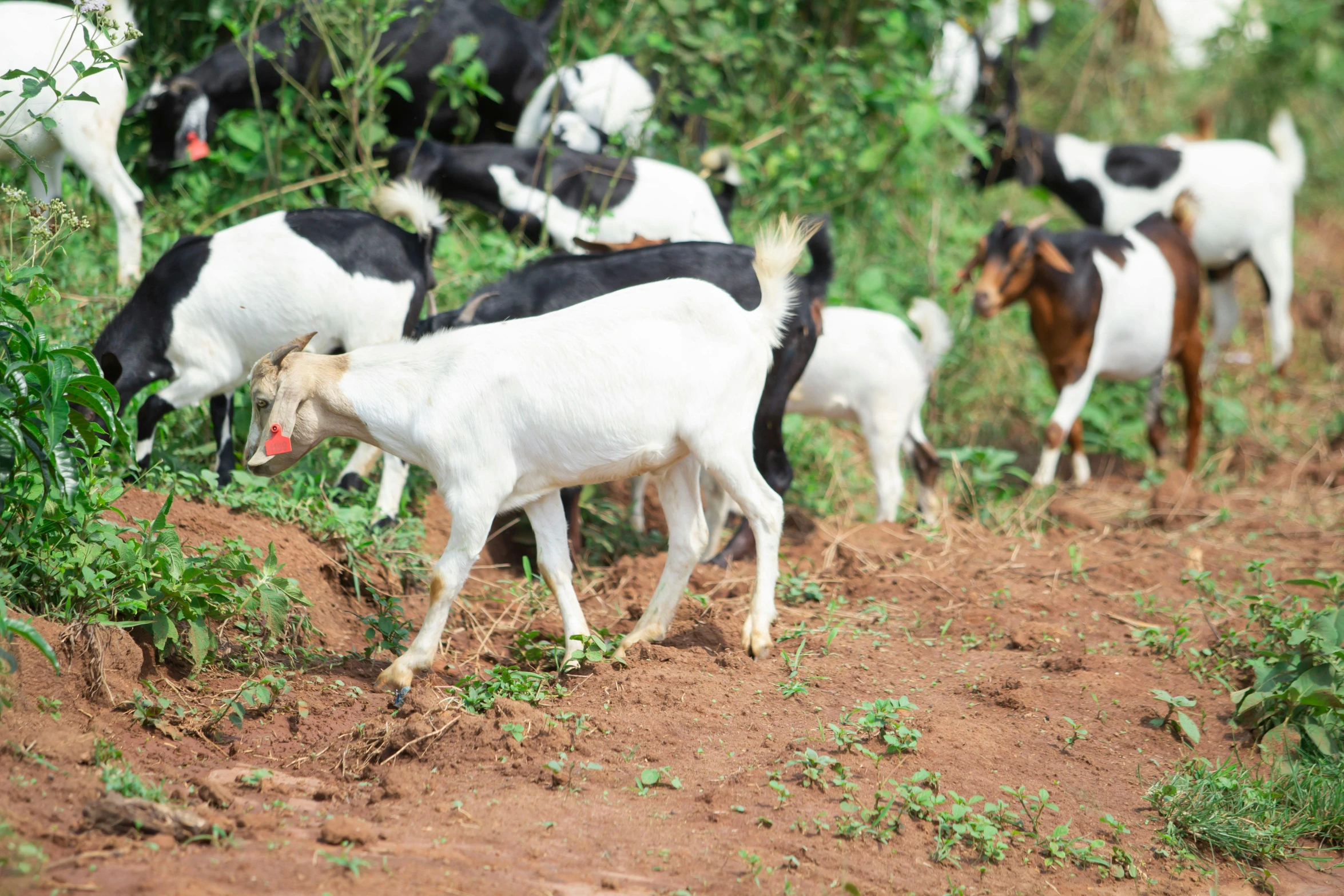 a group of goats standing on top of a dirt road