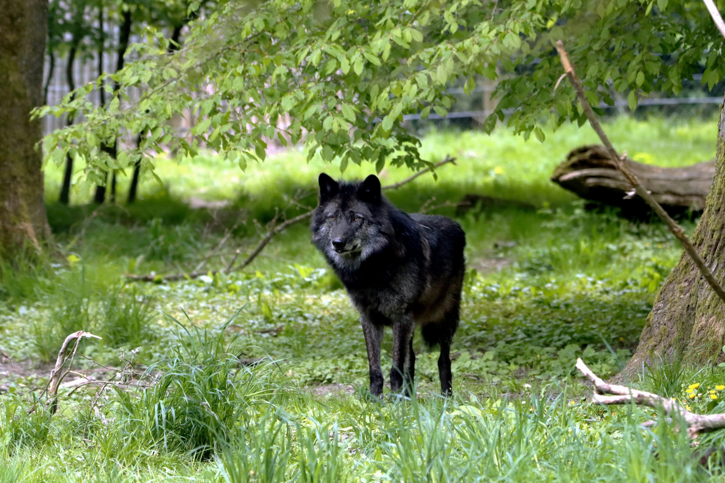 a lone black wolf walking through a lush green forest
