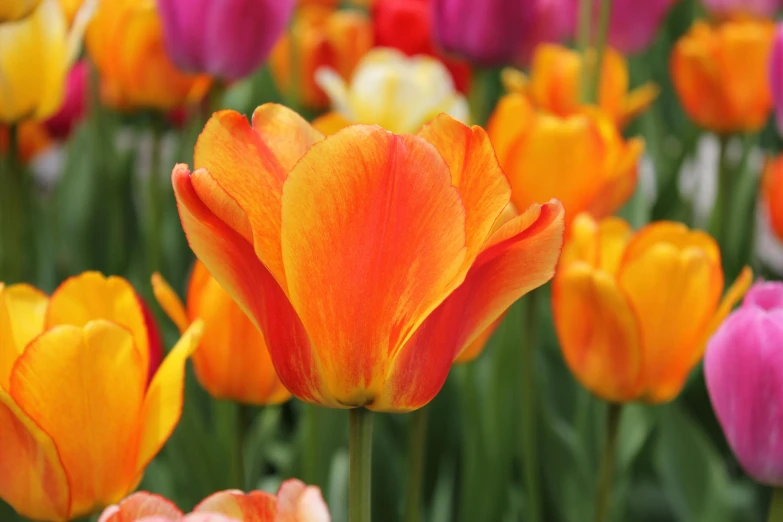 a close - up s of flowers with lots of orange and pink ones