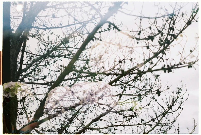 tree nches with blossoms in the sky and white flowers