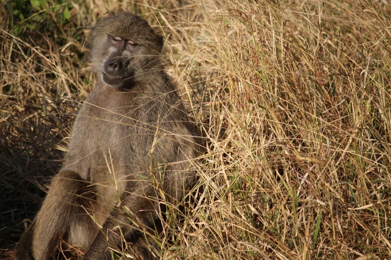 a baboon that is sitting in the grass